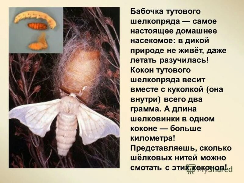 Гусеницы тутового шелкопряда коконы. Буковый шелкопряд гусеница. Нить которую вырабатывает гусеница шелкопряд. Ту́товый шелкопря́д гусеница. Нить которую вырабатывает гусеница шелкопряд.