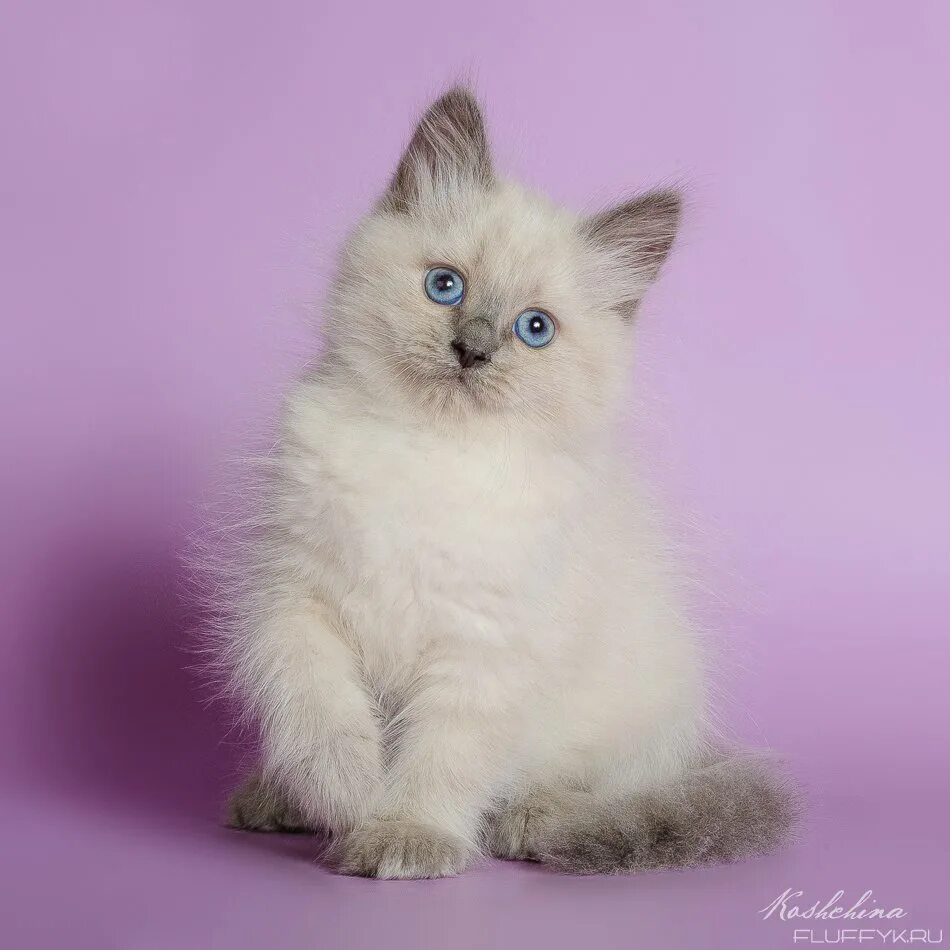 невская маскарадная котята. невская маскарадная кошка с котятами. невская маскарадная кошка сил пойнт. невская маскарадная кошка девочка. невская маскарадная кошка с котятами.