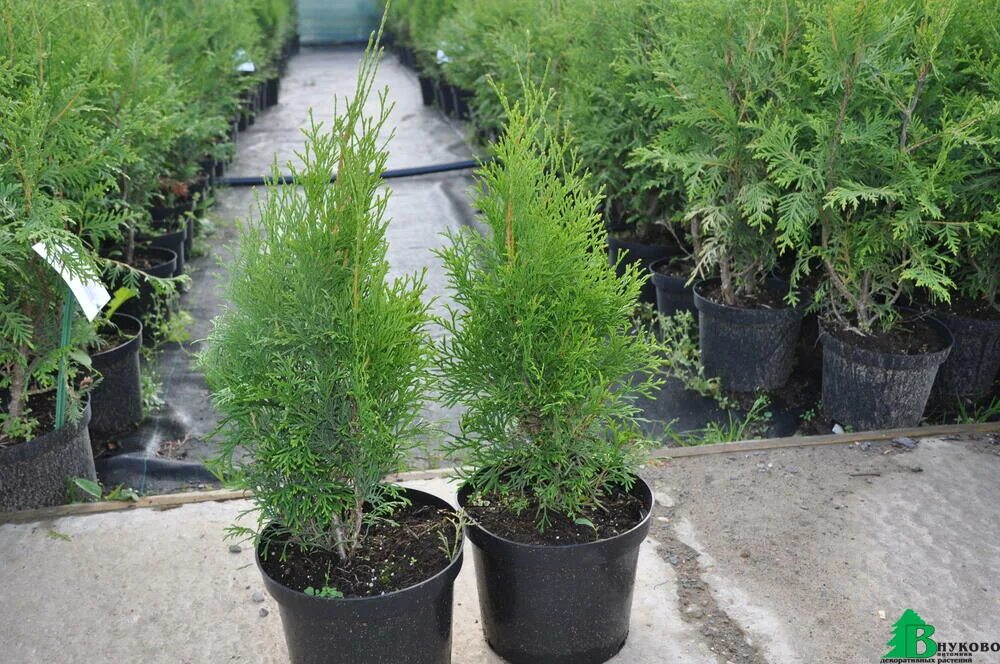 хэппи туи. туя западная смарагд. туя шаровидная вудварди. туя западная smaragd. хэппи туи.