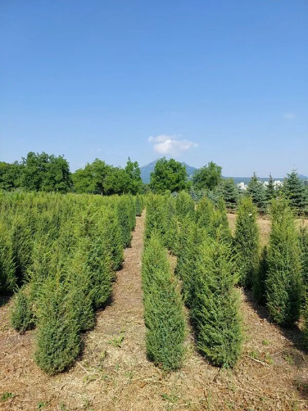 декоративные культуры пятигорск. лермонтовский питомник совхоза декоративные культуры, пятигорск. перкальский питомник пятигорск. перкальский дендрологический парк в пятигорске. декоративные культуры пятигорск.