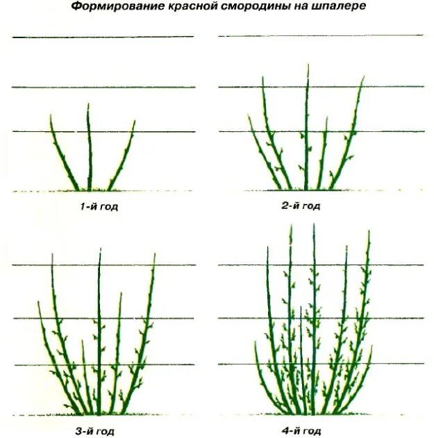 Как подрезать смородину весной. Обрезка смородины весной. Схемы обрезки кустов смородины. Обрезка смородины весной схема. Подрезка смородины весной формирование.