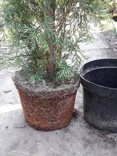 Растения с закрытой корневой системой