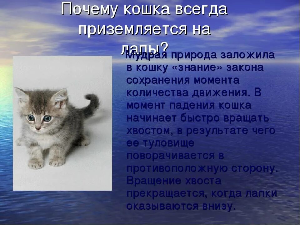 Отчего кошка. Почему кошки приземляются на лапы. почему кошки всегда приземляются на лапы. кошки всегда падают на лапы. почему кошка всегда падает на лапы.