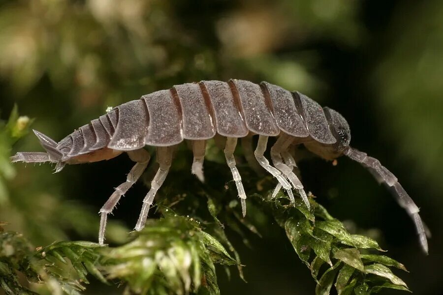 Мокрица жук личинки. Мокрица класс ракообразные. Мокрица жук личинки. Личинка мокрицы. Мокрица класс ракообразные.