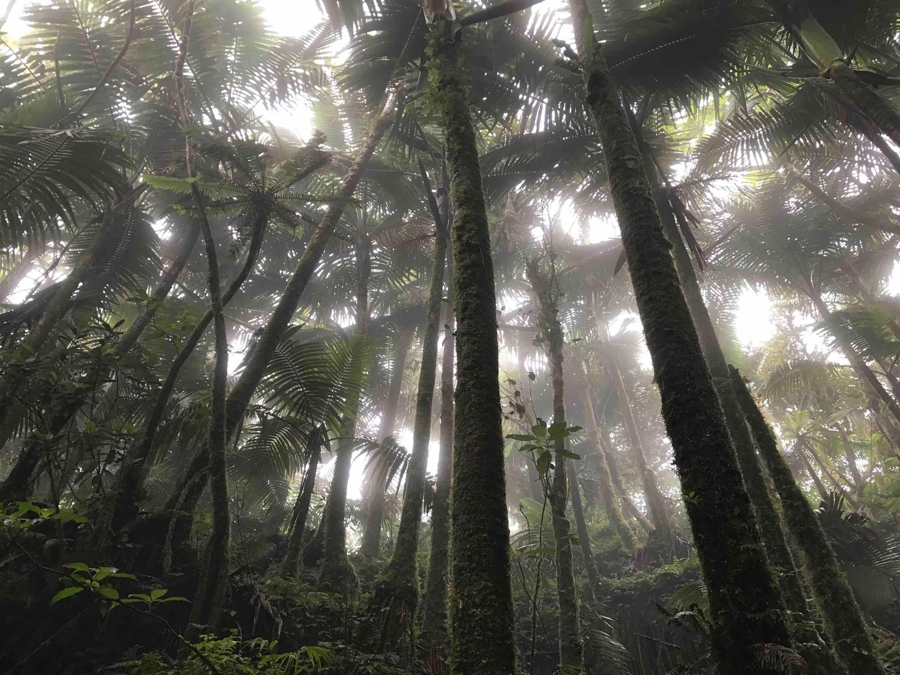 Тропические леса Хуан Крус. Тропические леса Юго Восточной Азии. Тропический дождевой лес Карибы. Дождь в тропиках.