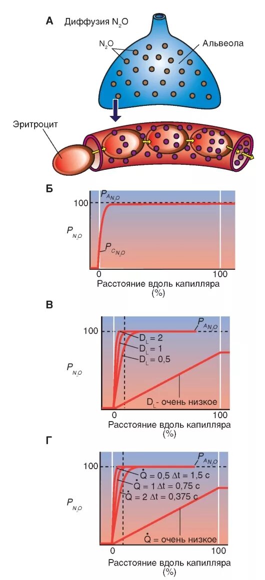 Диффузия газов происходит в альвеолах. Диффузия газов в легких осуществляется. Схема газообмена в альвеолах. Диффузия газов происходит в альвеолах. Диффузия газов происходит в альвеолах.