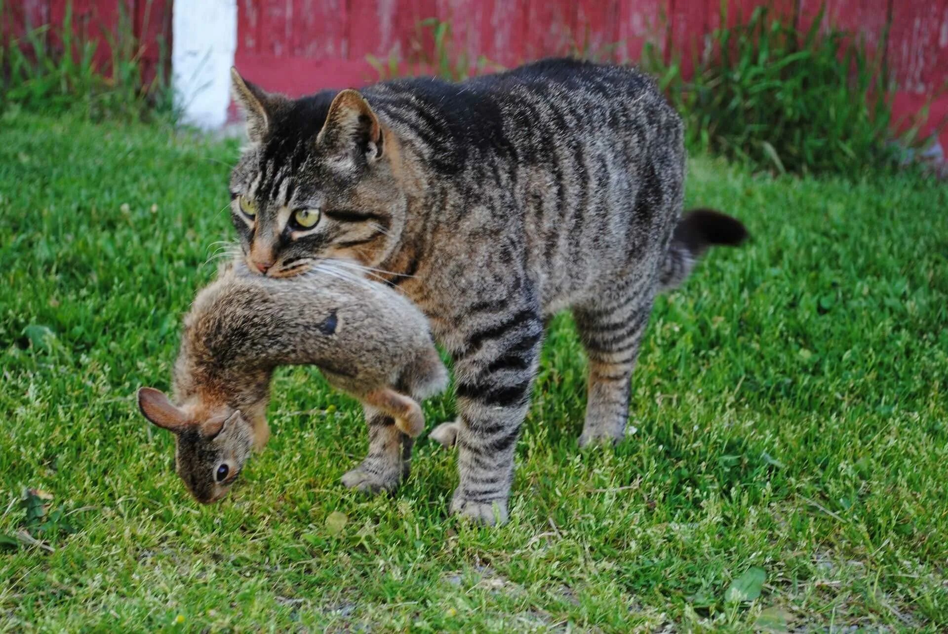 Бенгальский камышовый кот. Кошка несет котенка. Кот с добычей. Поймать кота. Котенок ловит мышей
