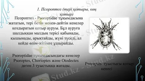 Орыс порно анатомияны зерттейді