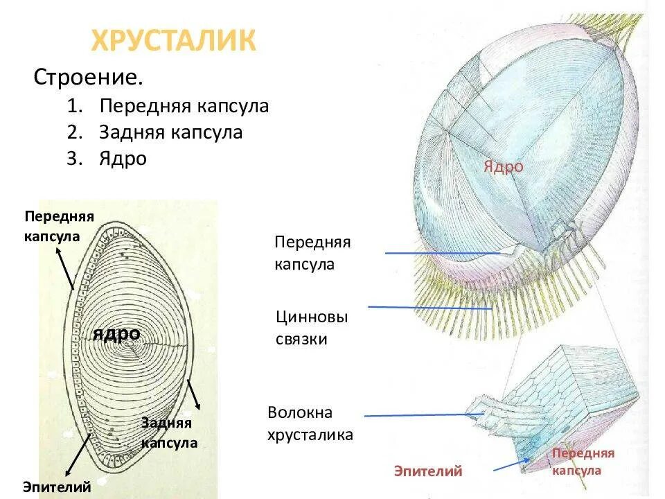 Какую форму имеет хрусталик. Строение хрусталика глаза человека. Строение глазного хрусталика. Хрусталик глаза функции человека анатомия. Хрусталик строение и функции.