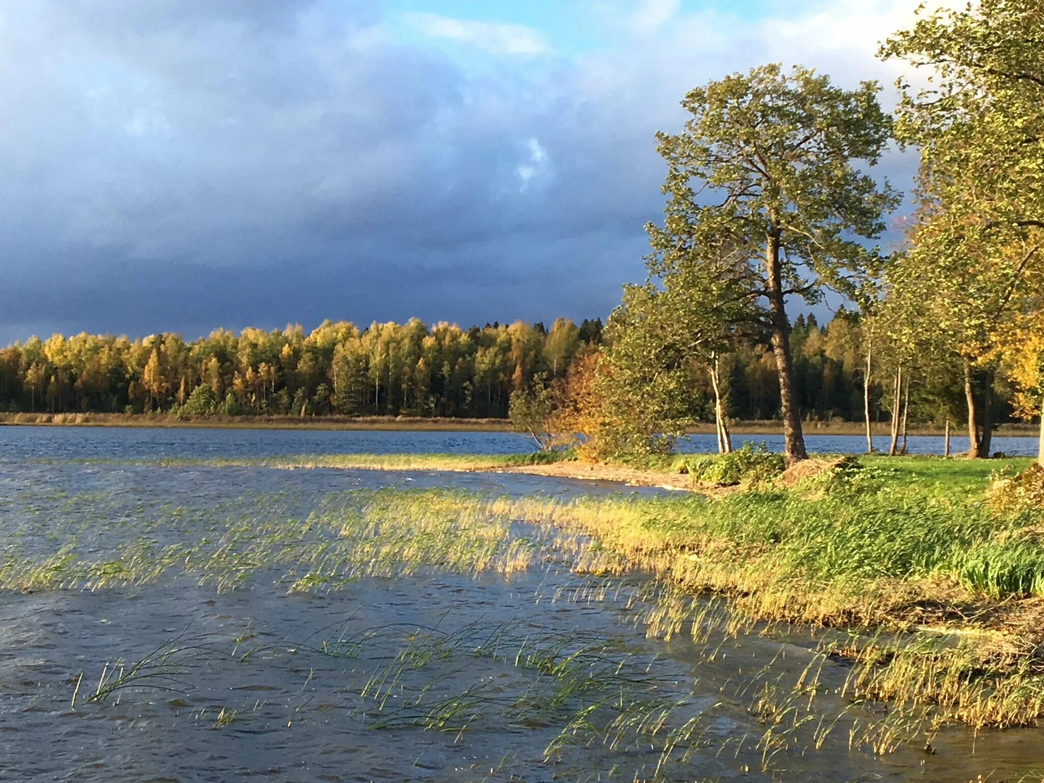 Горячего новгородская область. Валдайское озеро. Великий Новгород природа. Валдайское озеро Боровичи. Пейзаж Пестово Новгородской.