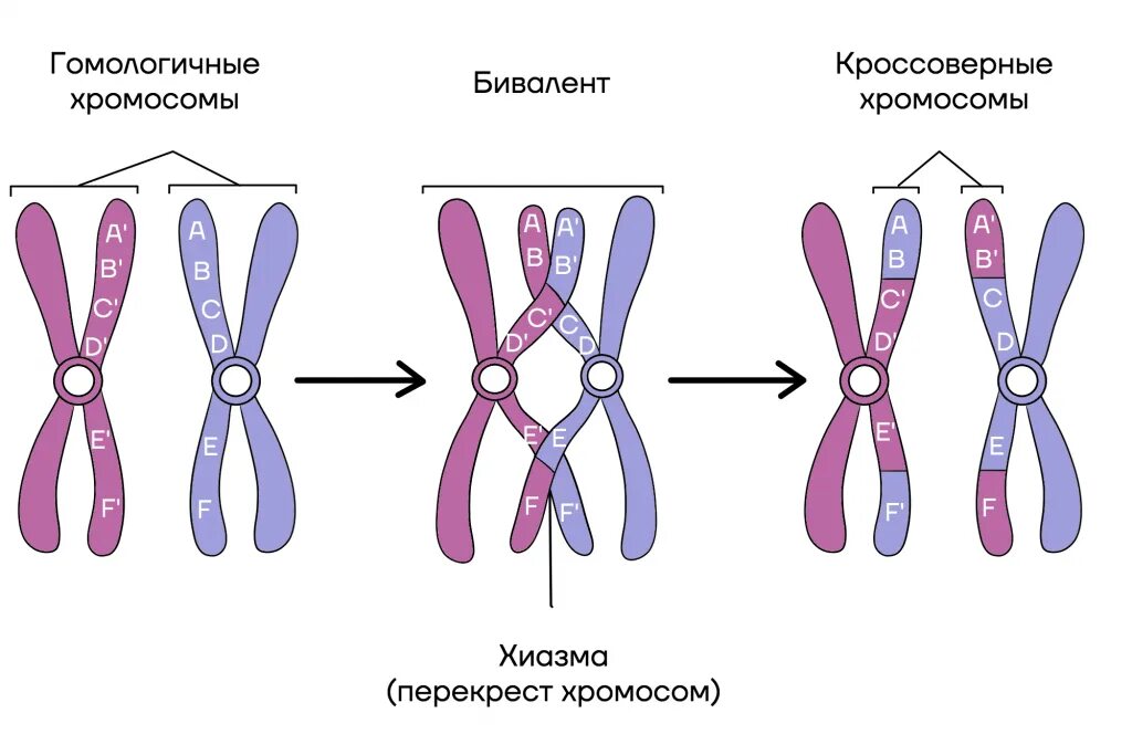 Процесс обмена генами между гомологичными хромосомами. Гомологичные участки хромосомы это. Гомологичные и негомологичные хромосомы. Конъюгация и кроссинговер. Происходит конъюгация гомологичных хромосом.