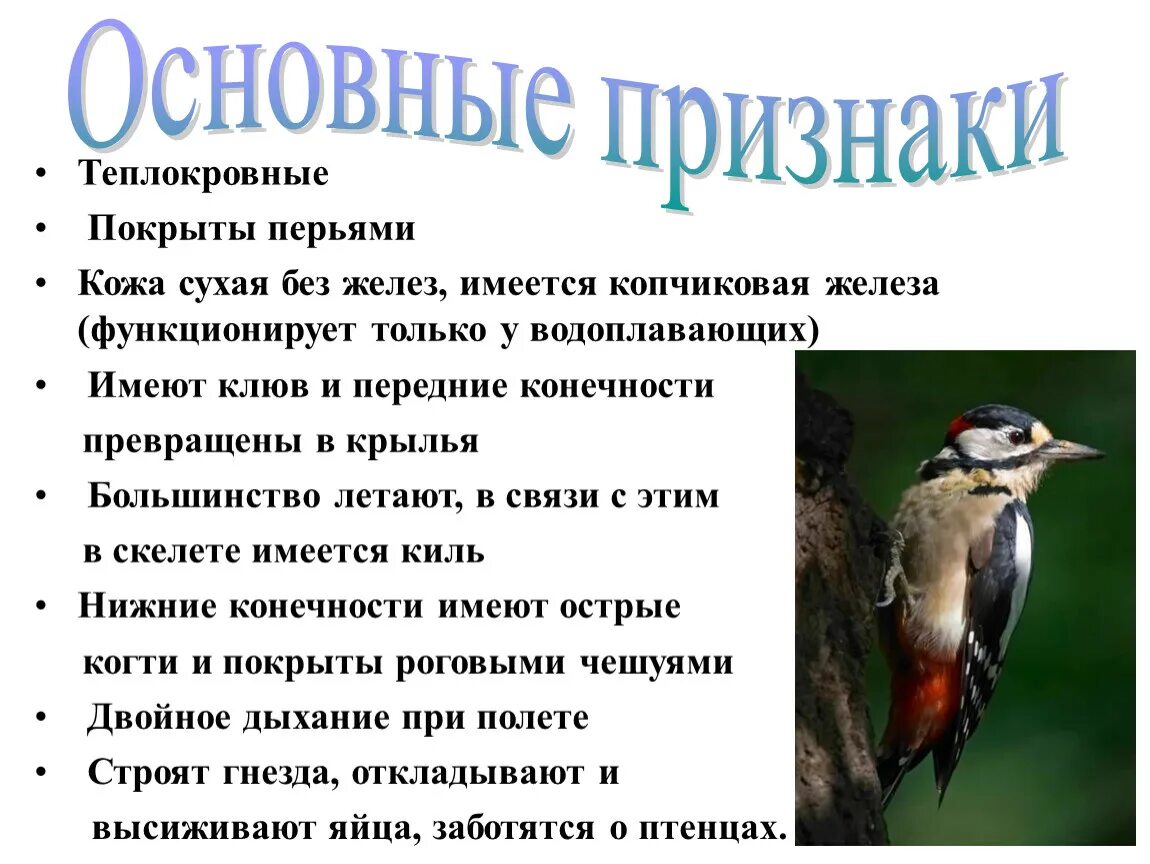 Что общего в организации птиц. Признаки птиц. Признаки класса птиц. Класс птицы общая характеристика. Характерные особенности птиц.