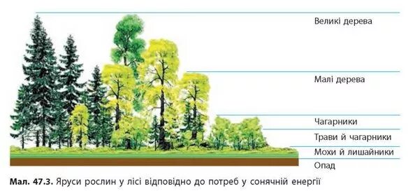 Растительное сообщество парк. Ярусность экосистемы леса. Ярусная структура лиственного леса. Пространственная структура экосистемы ярусность. Ярусность Лесной экосистемы.