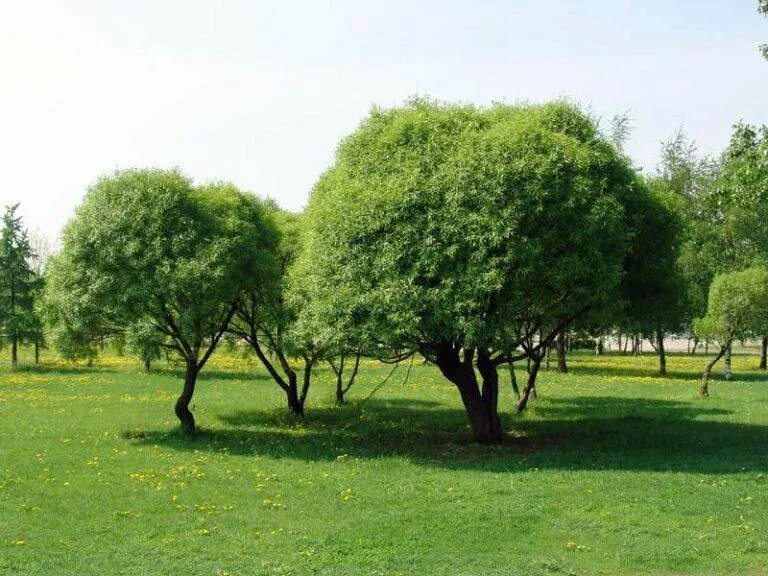 Ива ломкая шаровидная. Ива ломкая шаровидная (Salix fragilis globosa). Ива ломкая шаровидная (Ракита). Ива ломкая (шаровидная) Salix fragilis. Округла крона