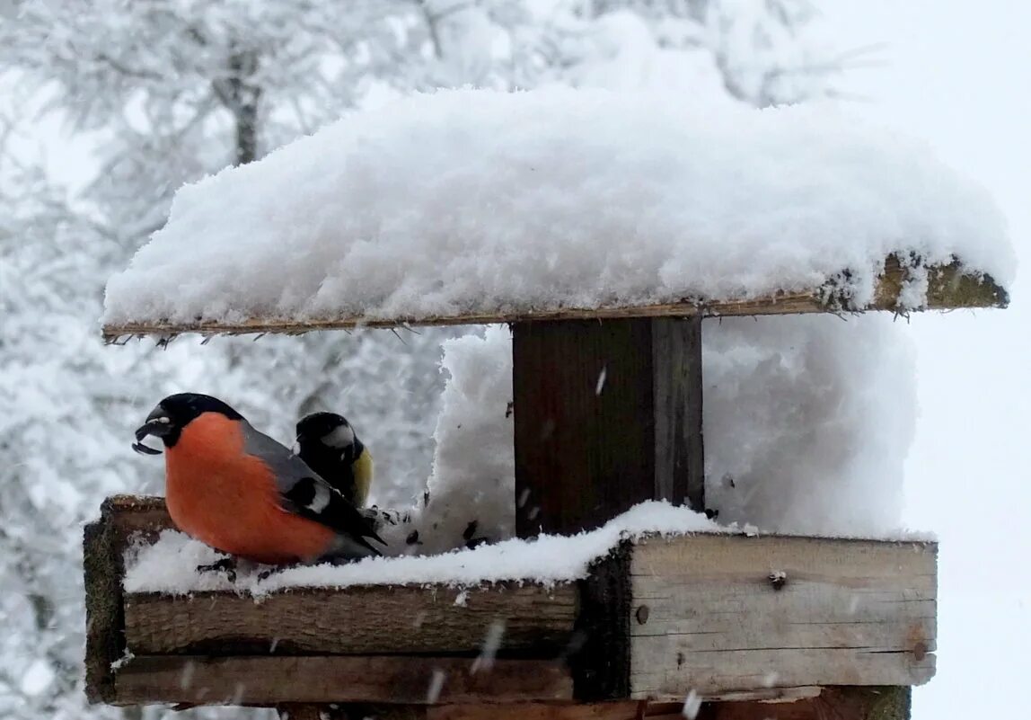 кормушка для птиц снегирь. что любят снегири зимой в кормушках. кормушка для снегирей. снегири на кормушке зимой. зимующие птички.