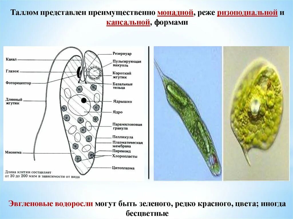 Хлоропласты жгутики. Эвгленовые (Euglena, trachelomonas),. Отдел эвгленовые водоросли (Euglenophyta). Эвгленовые водоросли строение клетки. Одноклеточные животные эвгленовые.