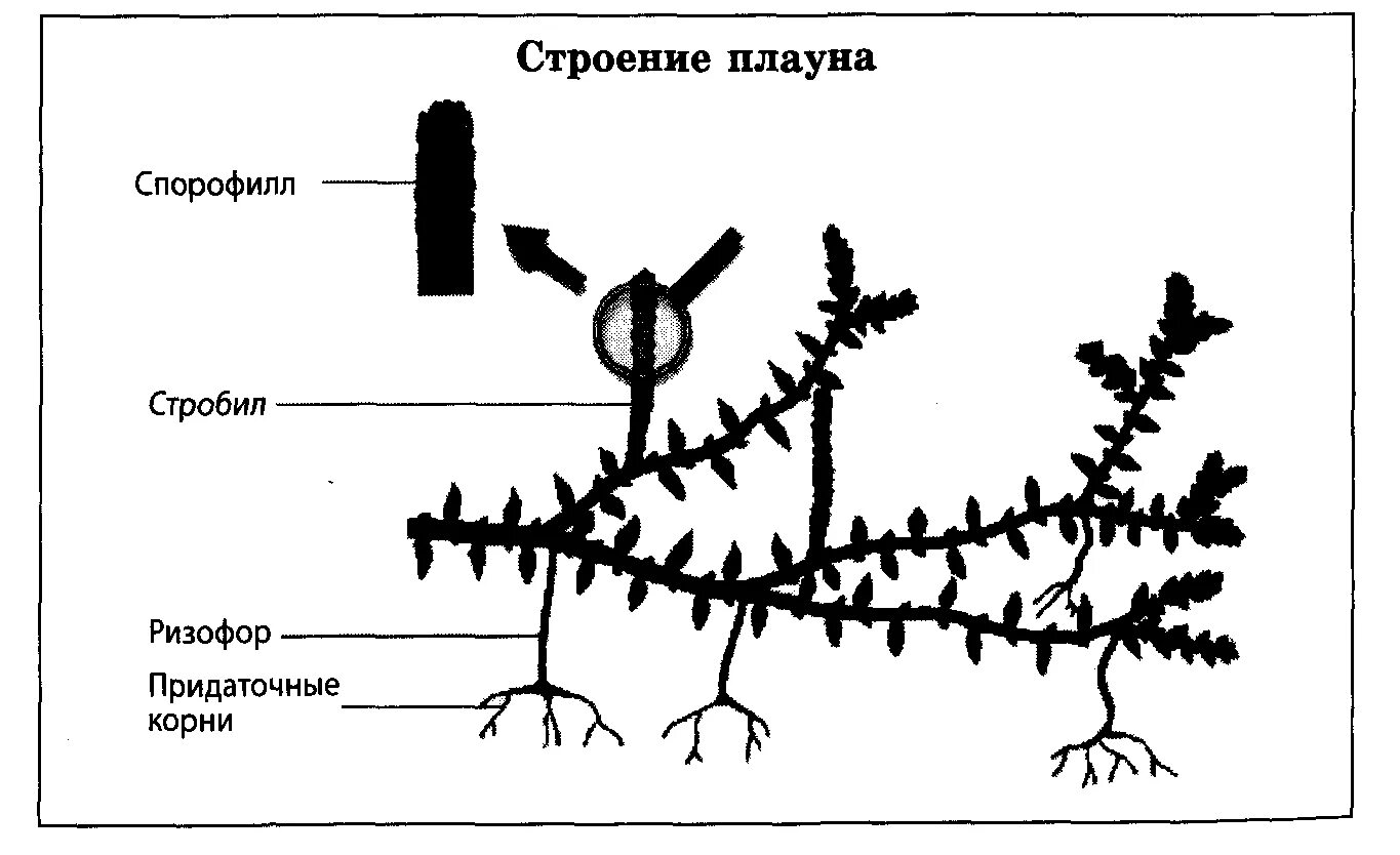 Плауны корневище. Плаун булавовидный строение. Внешнее строение плауна булавовидного. Рисунок внешнее строение плауна. Строение плаунов.