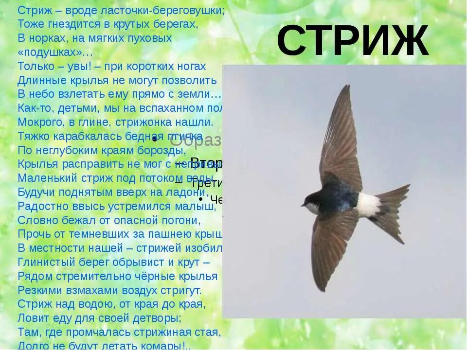Подготовь сообщение о стрижах. Информация о стриже для детей. информация о стрижах. сообщение о стрижах. интересные факты о стрижах.