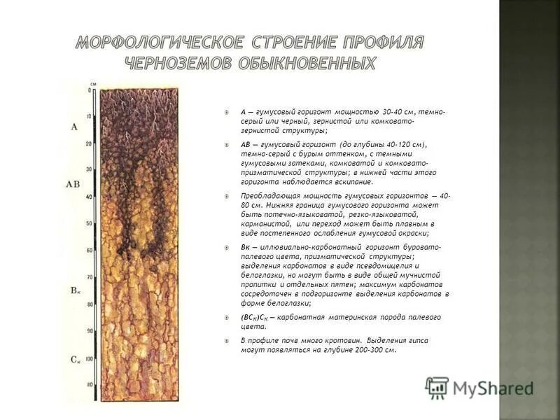 почему гумусовый горизонт имеет более темный цвет. почему гумусовый горизонт имеет более темный цвет. солонец черноземно луговой профиль. арктические почвы профиль схема. почвенный профиль чернозема обыкновенного.