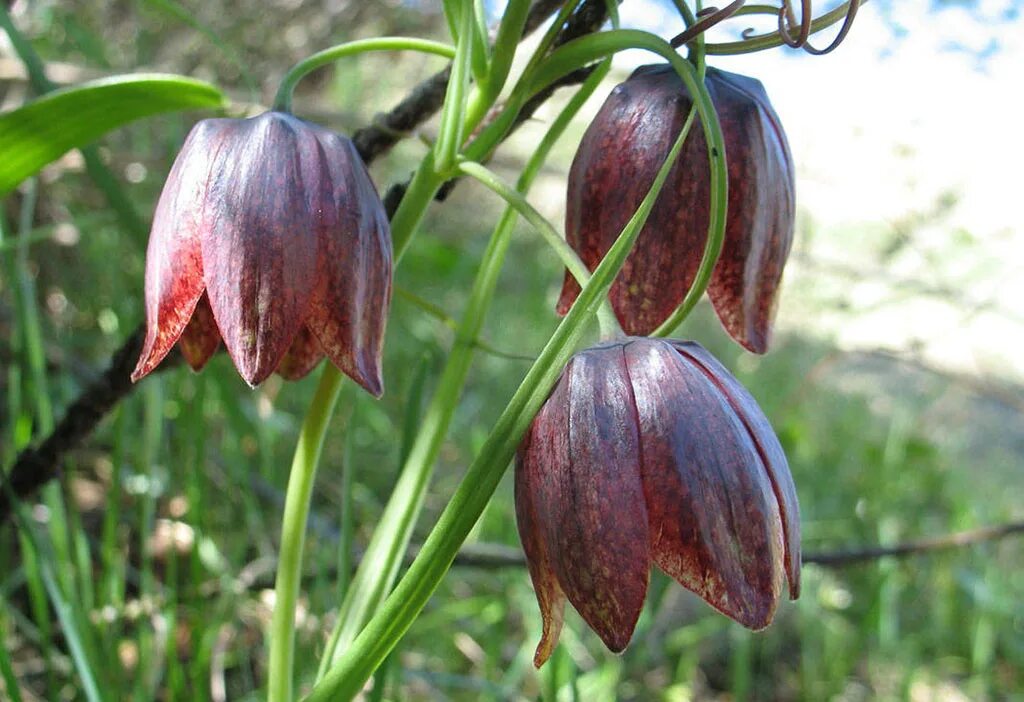 Растения рябчик русский. Рябчик фритиллярия. Fritillaria ruthenica. Рябчик русский fritillaria ruthenica wikstr. Рябчик русский.