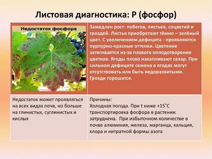 Роль фосфора в жизни растений