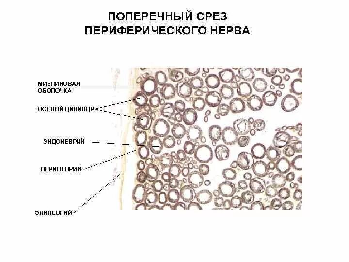 Поперечный срез периферического нерва. Поперечный разрез нерва препарат. Поперечный срез периферического нерва гистология. Поперечный срез мякотного нерва.