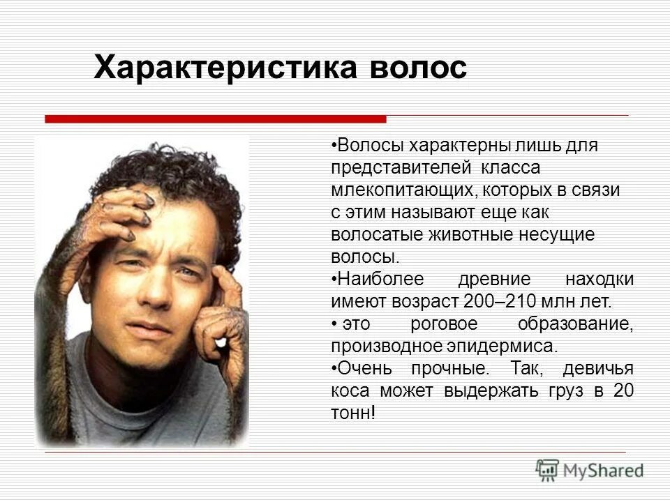 разные структуры волос. разные типы волос. характеристика типов волос. типы волос по структуре. разные типы волос.