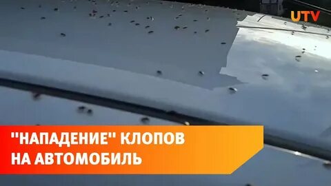 Клопов уфа