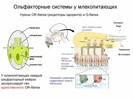 Ольфакторный это