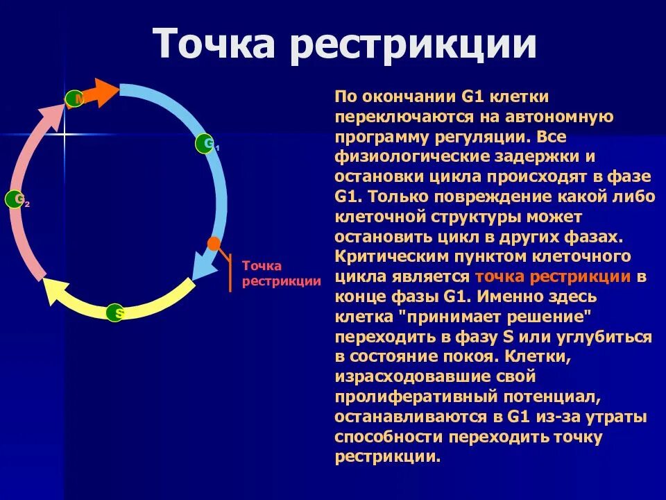 Остановиться цикл. Точки рестрикции клеточного цикла. Точка рестрикции в клеточном цикле. G2/m фаза клеточного цикла. G1 в фазу s клеточного цикла,.