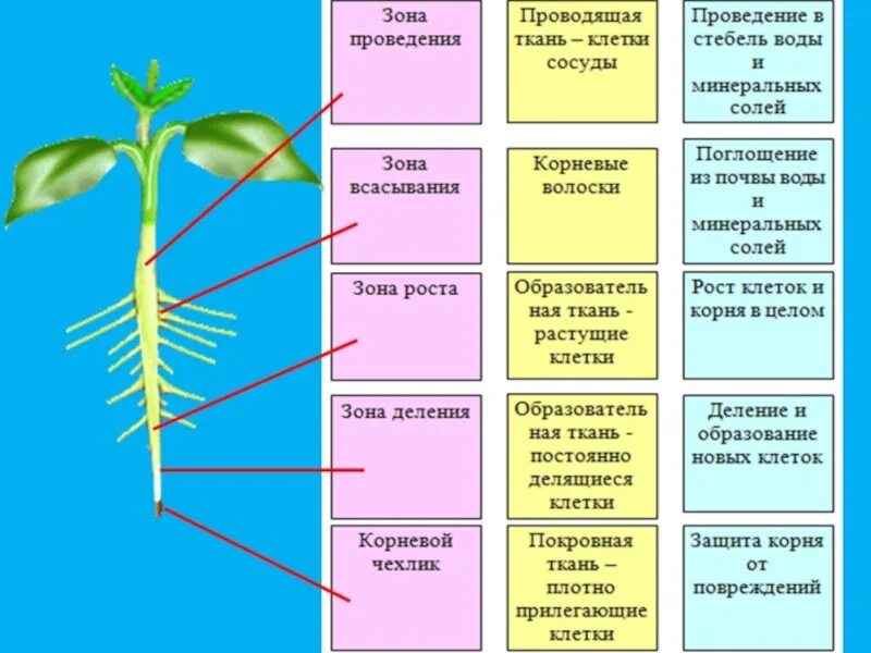 Строение органов растений. Функции органов растений. Корень строение орган растения. Органы растений таблица. Тест передвижение веществ у растений 6 класс