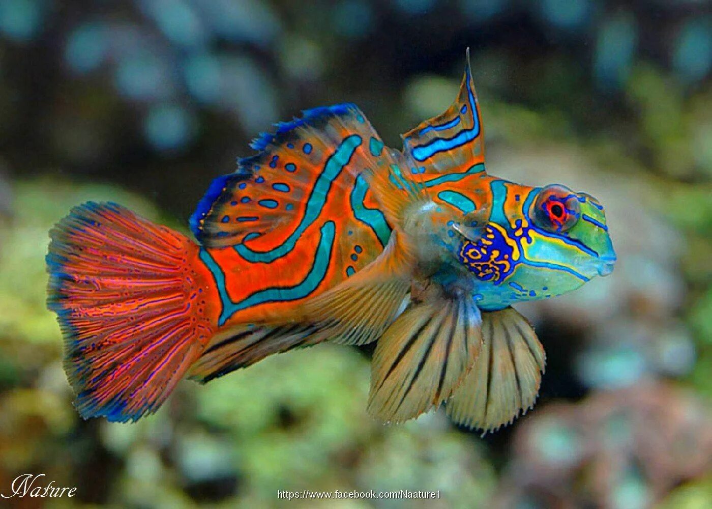 Мандаринка рыба. Рыба мандаринка. аквариумная рыбка мандаринка. synchiropus splendidus. морская рыбка мандаринка.