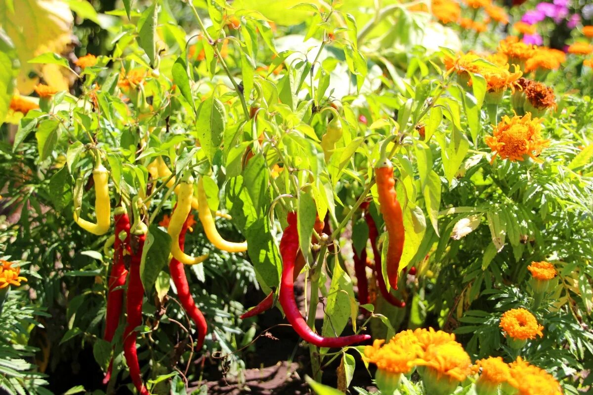 Можно ли сажать горький перец рядом. Capsicum annuum. Перец острый бараний Рог. Горький перец бараний Рог. Перец бараний Рог полуострый.