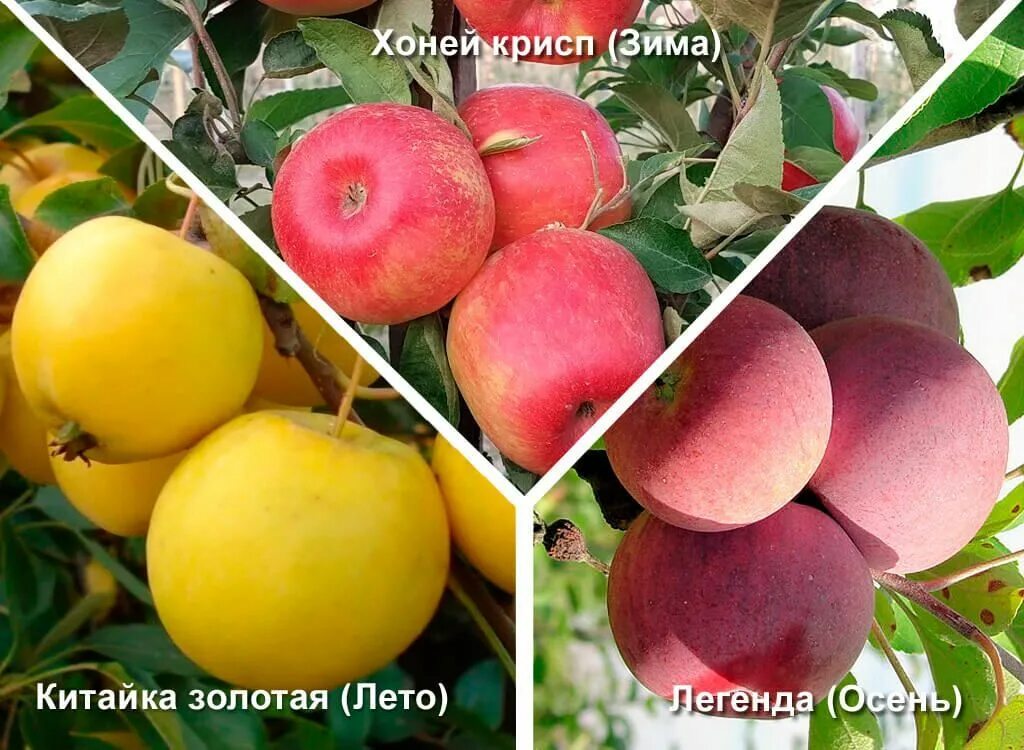 Сорт яблони золотое раннее. Яблоня китайка золотая. яблоня летняя китайка золотая ранняя. дерево-сад яблоня 2 сорта хоней крисп - китайка золотая ранняя.