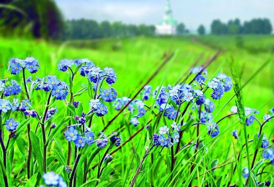 Поле незабудок. Незабудка Луговая растения. Боголюбский луг растения. Поляна незабудок.