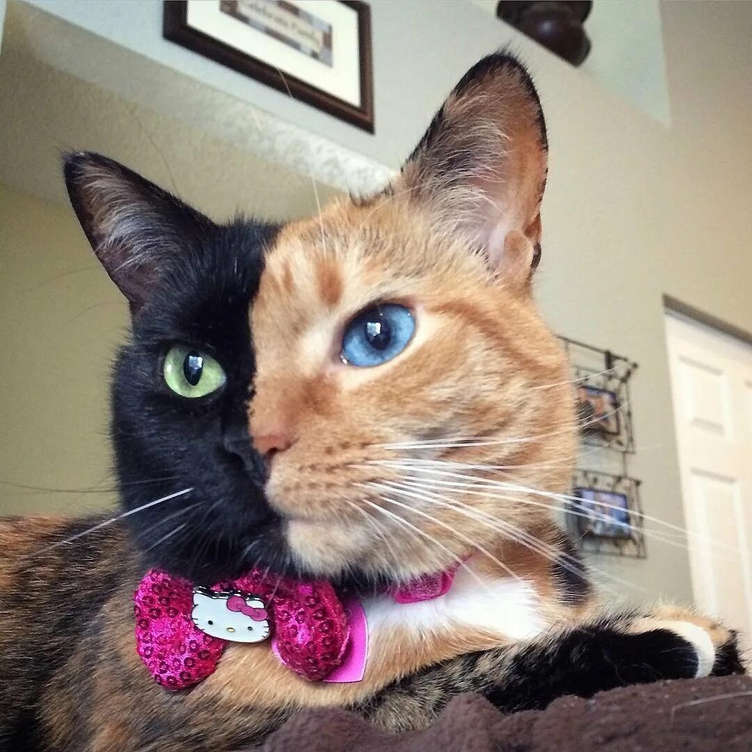 Какого нибудь кота
