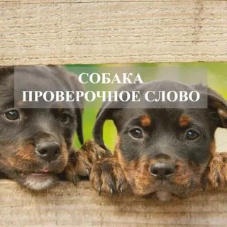 Собака проверочное слово