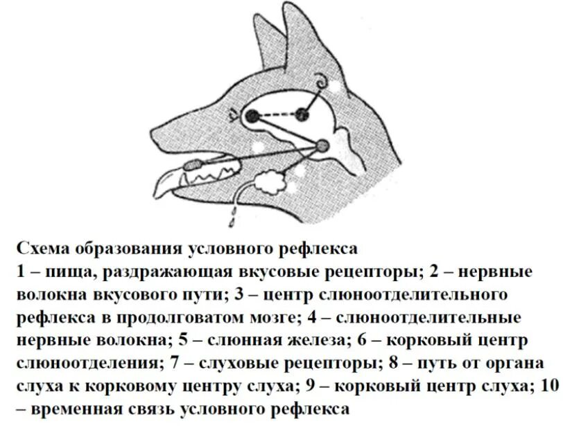 Временная связь рефлекс рефлекс. Схема безусловного слюноотделительного рефлекса. Дуга слюноотделительного рефлекса. Дуга слюноотделительного рефлекса схема. Рефлекторная дуга слюноотделительного рефлекса рисунок.