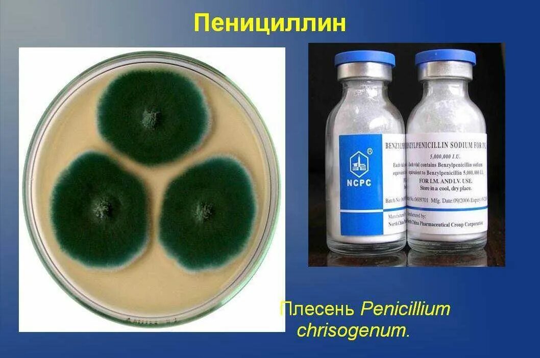 Пенициллин использование. Пенициллин антибиотик плесень. Пенициллин (Penicillium). Гриб пеницилл антибиотик. Пенициллин препарат микробиология.