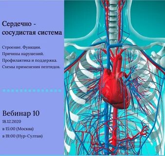 Сердечно сосудистая и нервная система