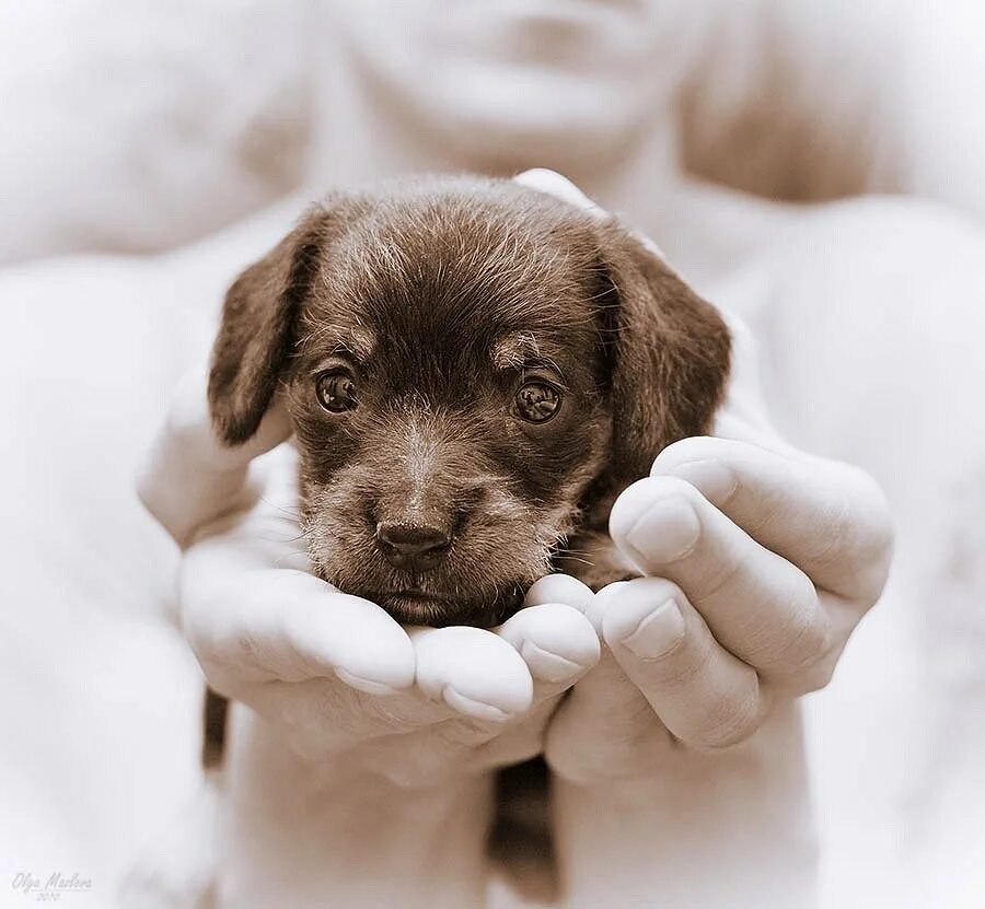 Бездомные животные. Красивые дворняги. Маленький бездомный щенок. Маленьких бездомных животных. Бродячие собаки.