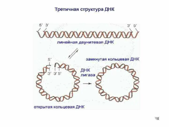 Третичная структура ДНК строение. Третичная структура нуклеиновых кислот. Структура нуклеиновых кислот третичная структура. Третичная структура организации ДНК. Днк в соединении с белком