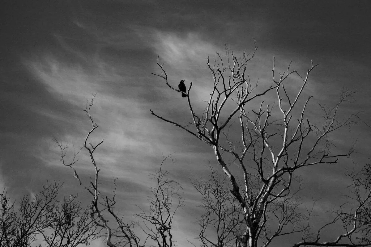 незнанский писатель. предчувствую беду. предчувствую беду. предчувствие беды картинки. плохое предчувствие арт.