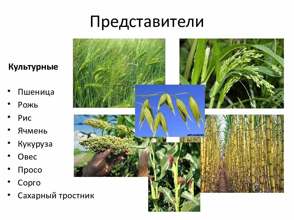 Пшеница однодольное. Ячмень однодольное или двудольное растение. овёс однодольное или двудольное растение. сорго однодольное. однодольные растения кукуруза.