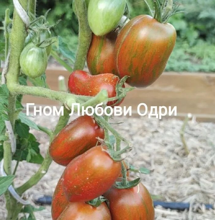 Томат гном любовь одри. Томат любовь одри характеристика. Томат любовь одри характеристика. Томат любовь одри характеристика. Томат любовь одри характеристика.