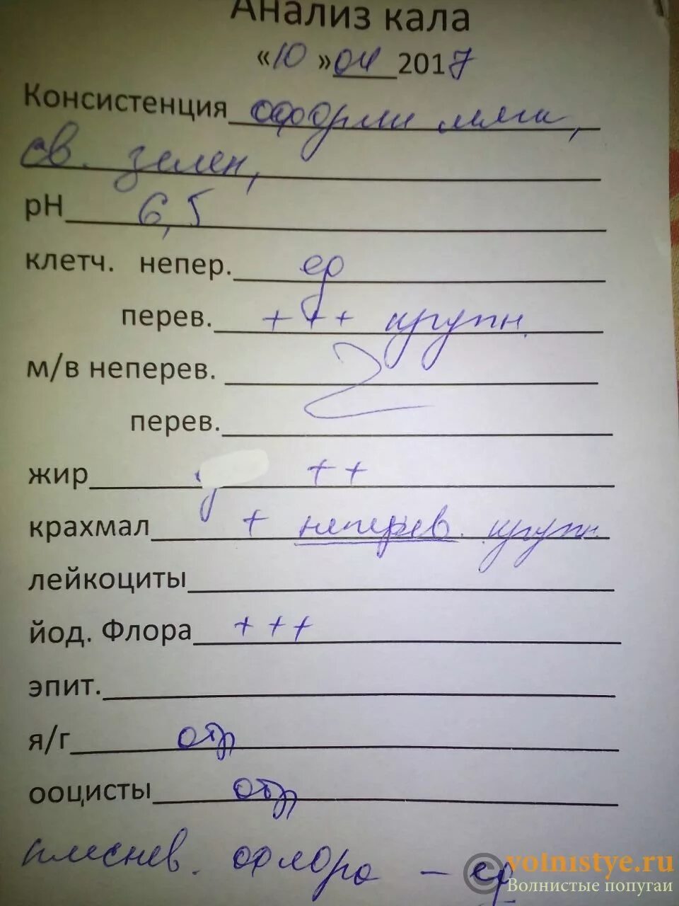 Анализ кала время. Анализ кала. Анализ какашек. Анализ кала птиц. Анализ кала консистенция.