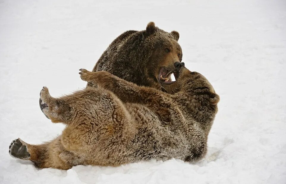 Схватка с медведем. Медведи дерутся. Медвежьи объятия. Медведь зимой. Битва медведей.