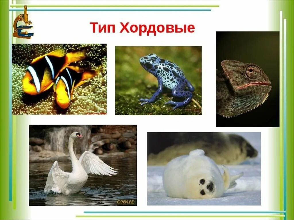 Хордовые тип каких животных. Хордовый тип животных. тип хордовые. тип хорда. тип хордовые представители.