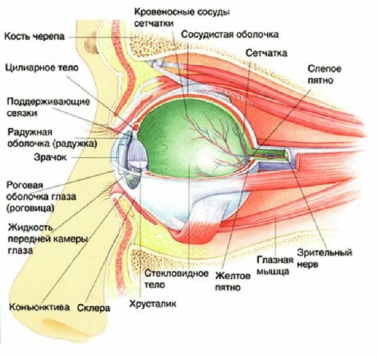 Строение глаза с обозначениями. Внутреннее строение глаза человека схема. Строение глаза человека анатомия. Полное строение глаза человека. Анатомическое строение глаза.