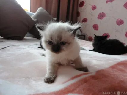 Котята в добрые в армавире